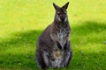 A BennettÃ¢â¬â¢s Wallaby looks into the camera